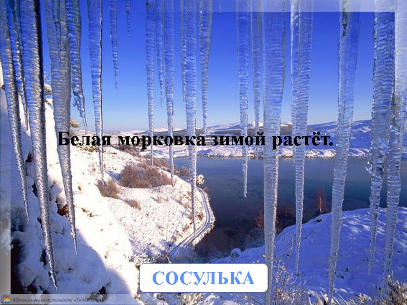 Белая морковка зимой растёт. СОСУЛЬКА